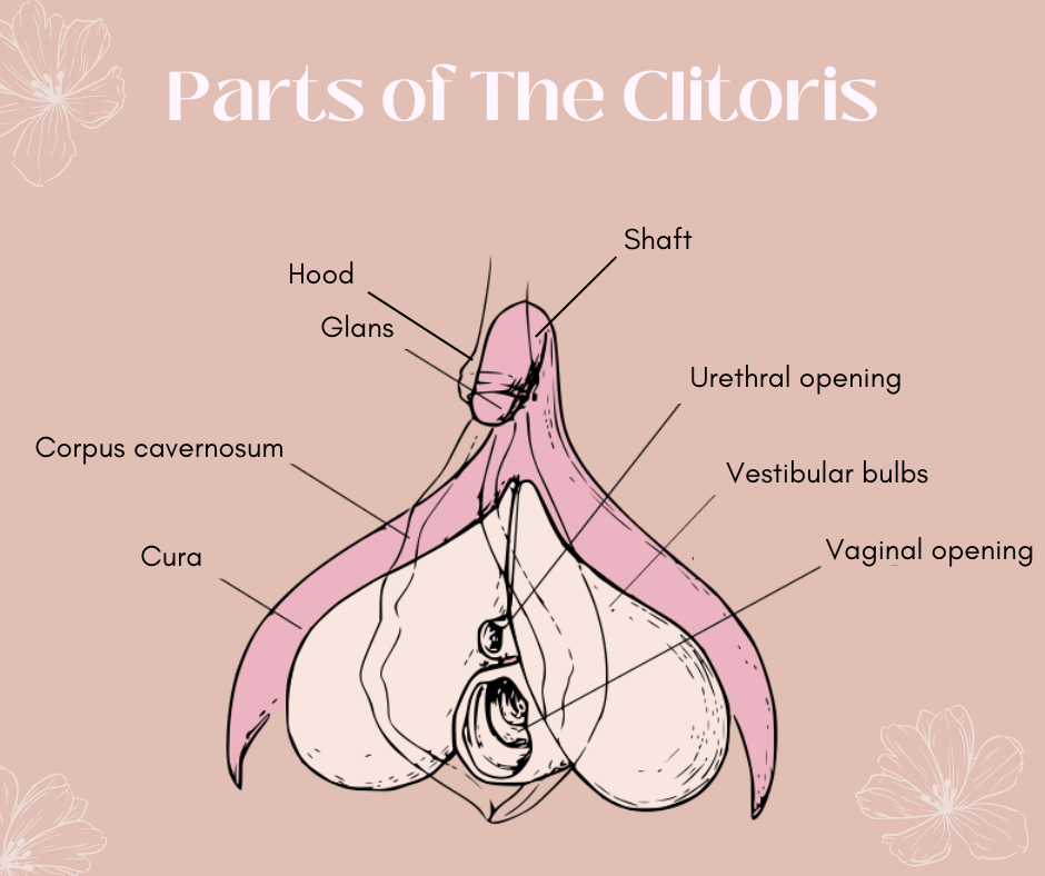 A labeled medical image of the full clitoris. This image labels each part of the internal and external parts of the female clitoris. Identify pieces such as the glans, clitoral hood, shaft, cura, vestibular bulbs, and more.  